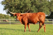 C7 DANCES WITH BULLS