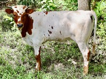 RO Peppermint Patty x DB Chard Fiddler calf