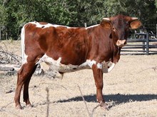 RO Sweet Robin x Cash on Cash RO bull calf (CASH O