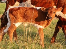 C7 Tiger Lily x DB Chard Fiddler Bull Calf