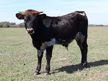 Brandy's Bull Calf