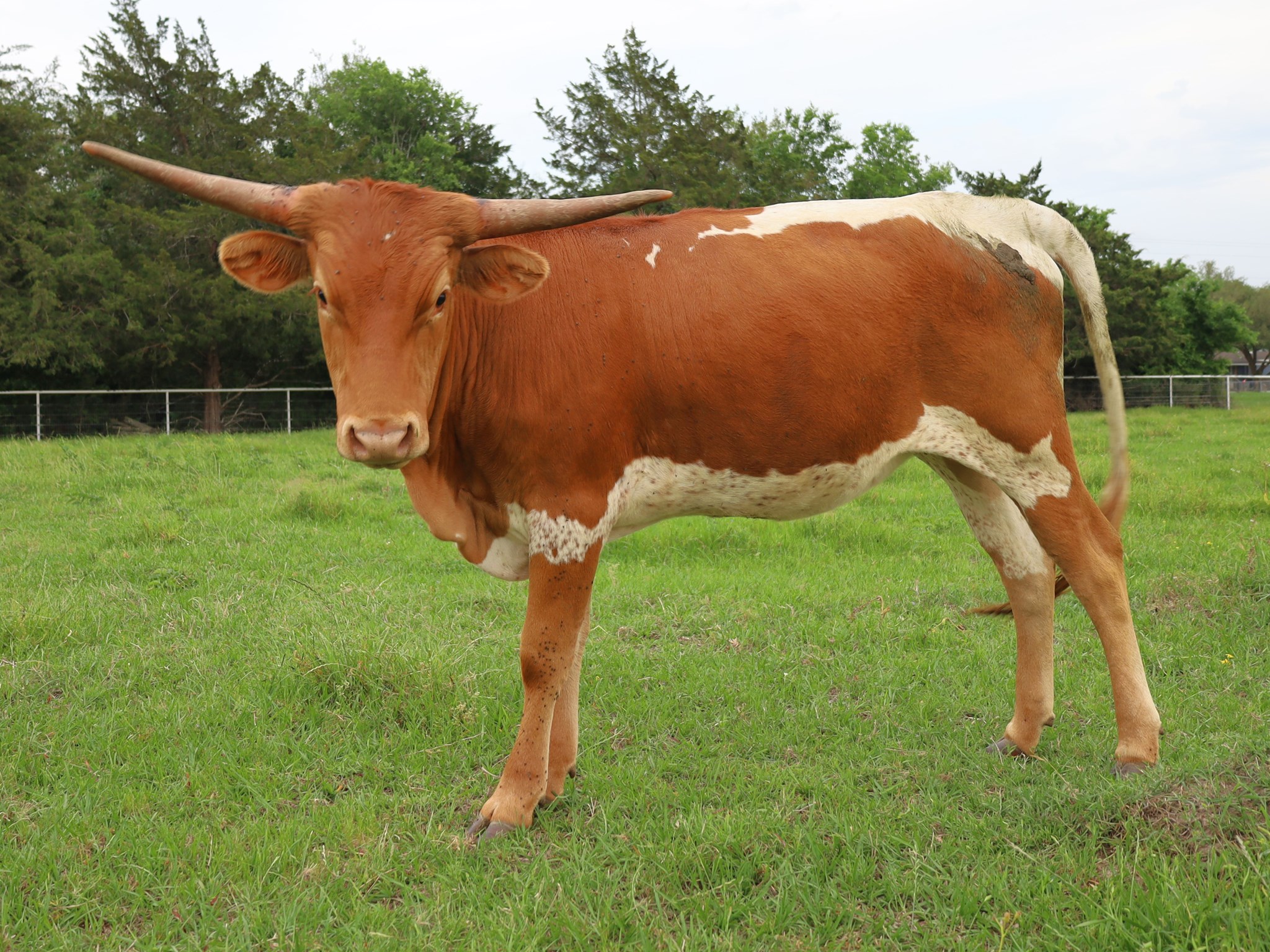 Yellow line back longhorn heifer