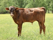 3E Mist x DB Chard Fiddler calf