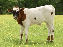 C7 Stormy x DB Chard Fiddler calf