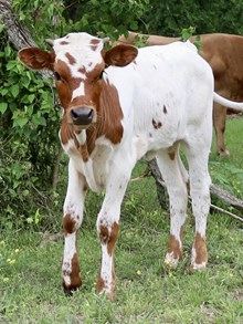 RO Peppermint Patty x DB Chard Fiddler calf