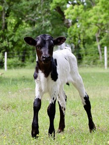 C7 Plum Pepper x DB Chard Fiddler heifer