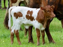 C7 Fancy Brandy x DB Chard Fiddler heifer