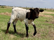 C7 Plum Pepper x DB Chard Fiddler heifer