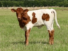 C7 Fancy Brandy x DB Chard Fiddler heifer