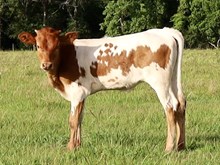 LLL Double Luck x DB Chard Fiddler heifer