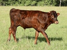 3E Mist x DB Chard Fiddler calf
