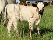 C7 Kosmic Moon Pie x DB Chard fiddler Bull Calf