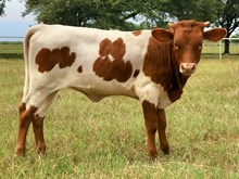 C7 Fancy Brandy x DB Chard Fiddler heifer