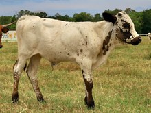 C7 Kosmic Moon Pie x DB Chard Fiddler Bull Calf