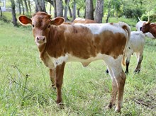 C7 Sparklet x DB Chard Fiddler heifer