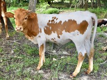 LLL Double Luck x DB Chard Fiddler heifer