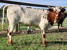 RO Peppermint Patty x DB Chard Fiddler calf
