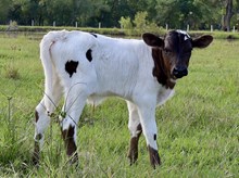 C7 Desert Rose x DB Chard Fiddler bull calf