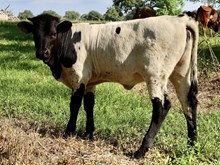 C7 Plum Pepper x DB Chard Fiddler heifer