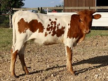 LLL Double Luck x DB Chard Fiddler heifer