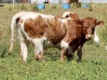 C7 Sparklet x DB Chard Fiddler heifer