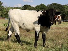 C7 Plum Pepper x DB Chard Fiddler heifer