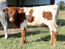 C7 Fancy Brandy x DB Chard Fiddler heifer