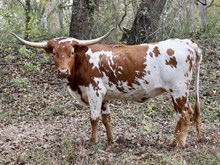 C7 Cash's Candy Crush