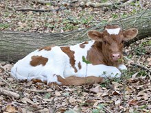 3E Mist x DB Chard Fiddler bull calf