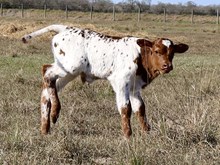 RO Peppermint Patty x DB Chard Fiddler bull calf