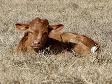 C7 Sweet Pea x DB Chard Fiddler bull calf