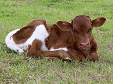 Stormy x DB Chard Fiddler