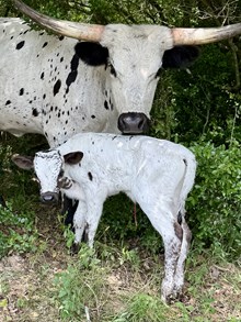 C7 Kosmic Moon Pie x DB Chard fiddler Bull Calf