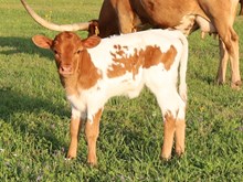 LLL Double Luck x DB Chard Fiddler calf
